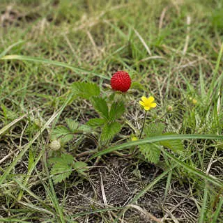 Indian Strawberry