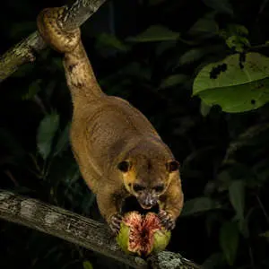 Kinkajou