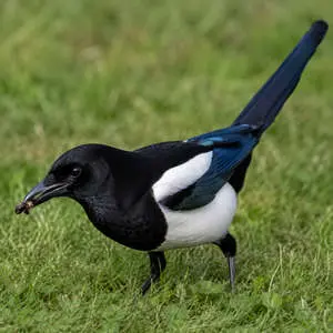 Magpie