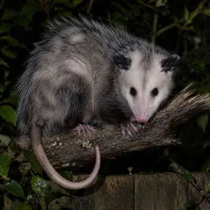 Opossum