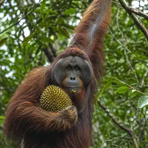 Orangutan