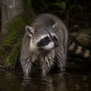 Raccoon
