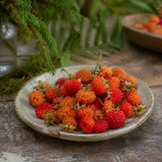 Salmonberry