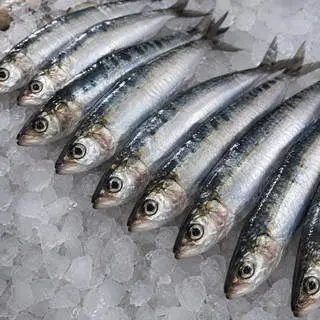 Sardines