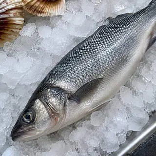 Sea Bass