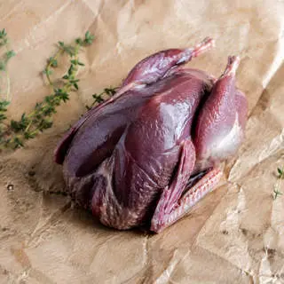 Squab