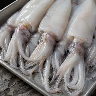 Squid