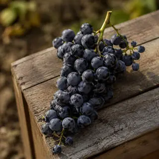 Xinomavro Grapes
