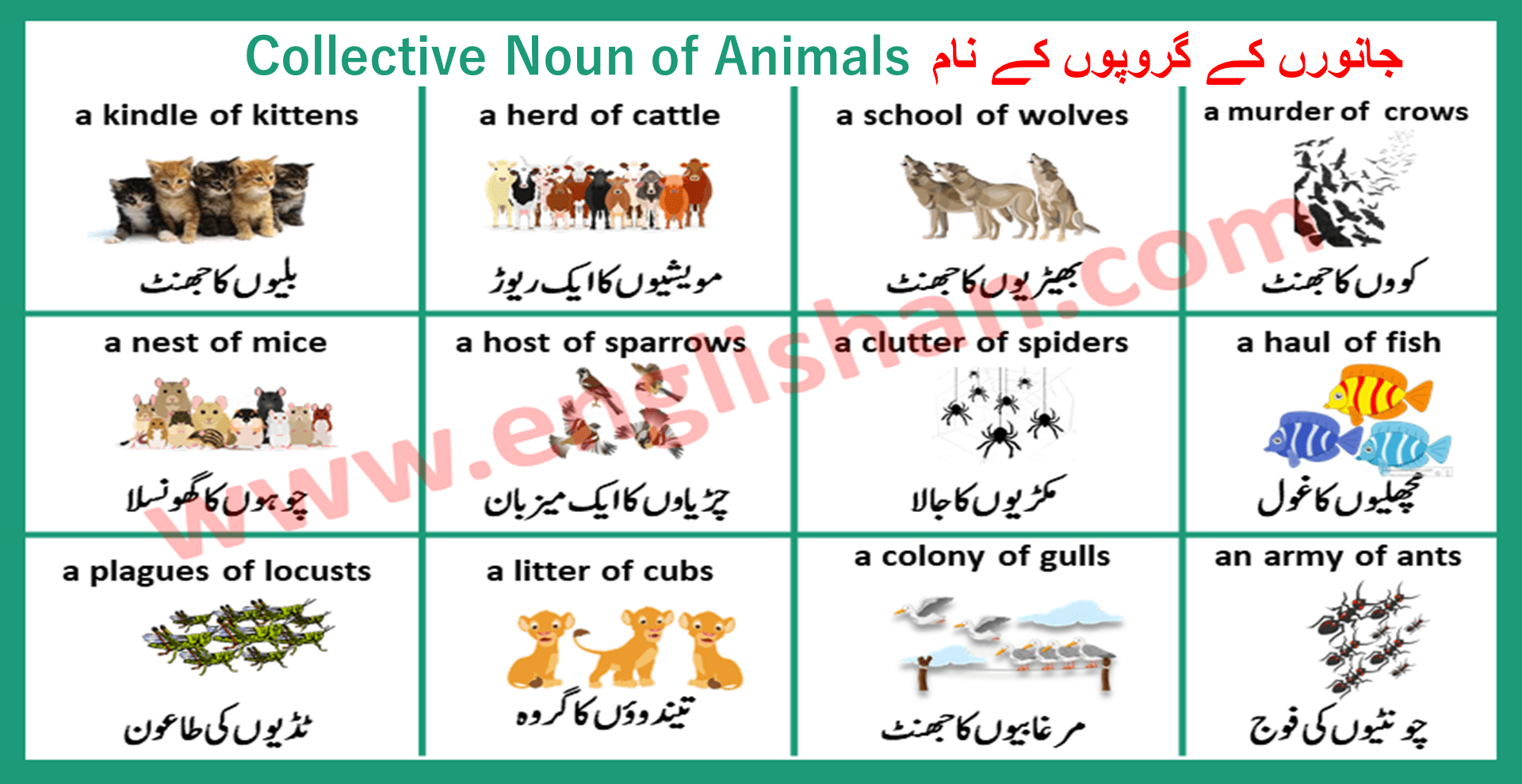 collective nouns for each type of animal