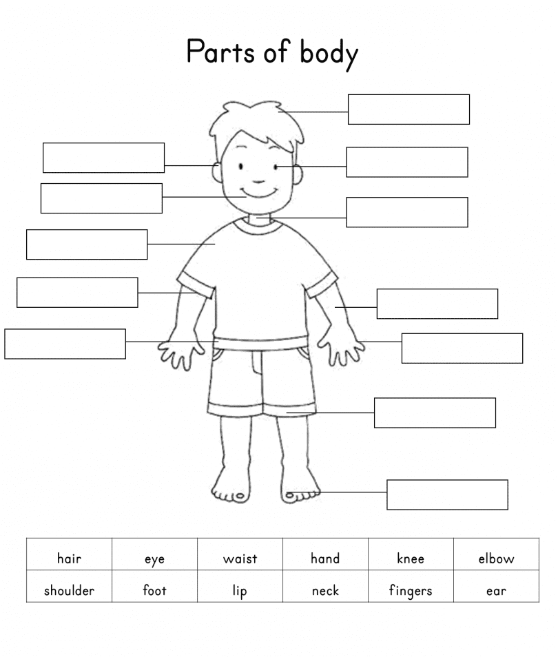 worksheet english part of body