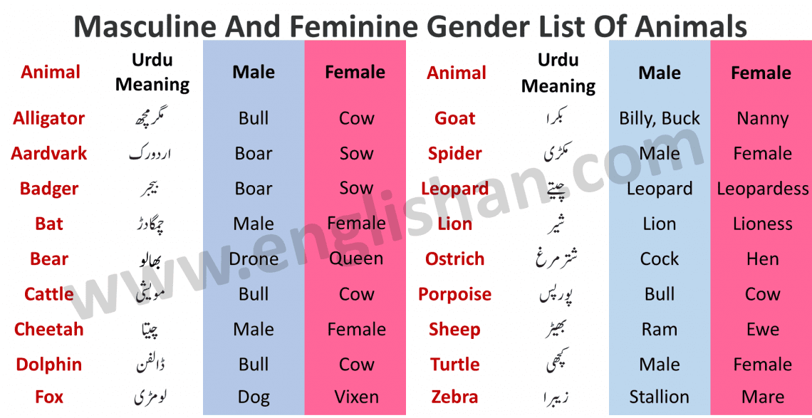 100 Examples of Masculine and Feminine Gender List