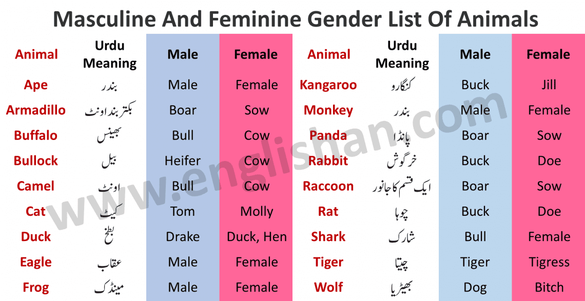 masculine-and-feminine-gender-list-in-english-vocabularyan