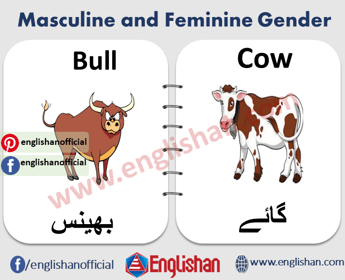 100 Examples of Masculine and Feminine Gender List