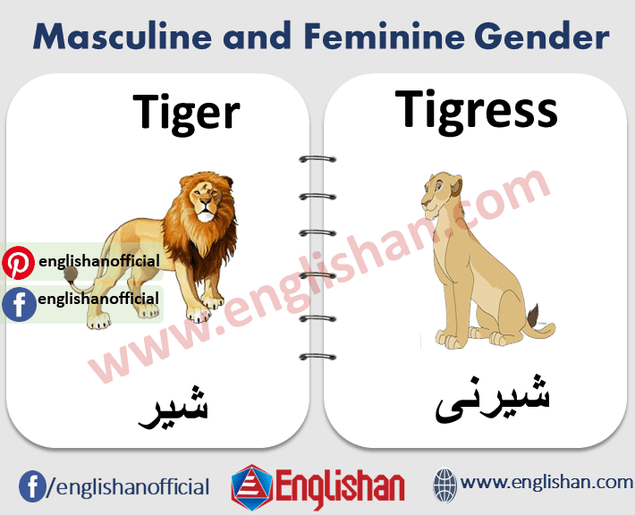 what is the female gender of dog