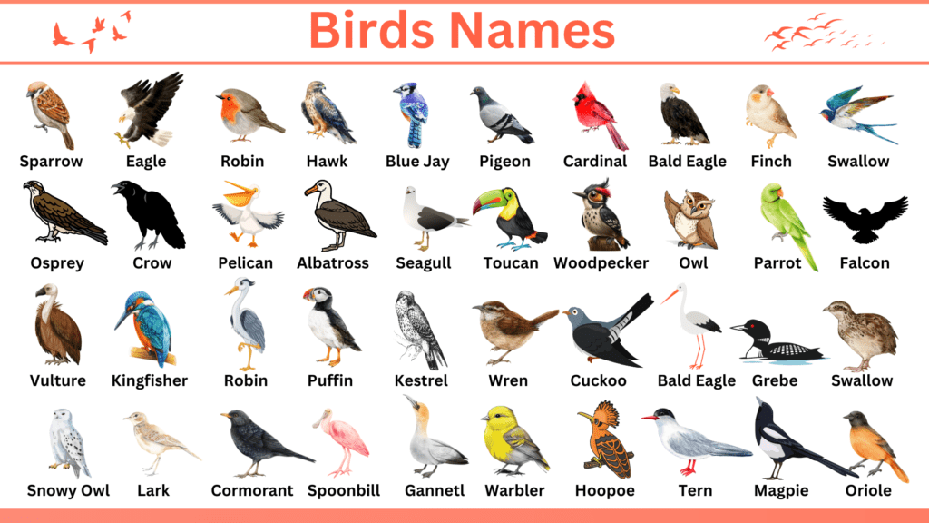 birds-names-in-english-with-infographics-englishan