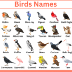 All birds Names in English