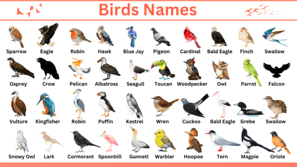 Birds Name in English with Infographics • Englishan