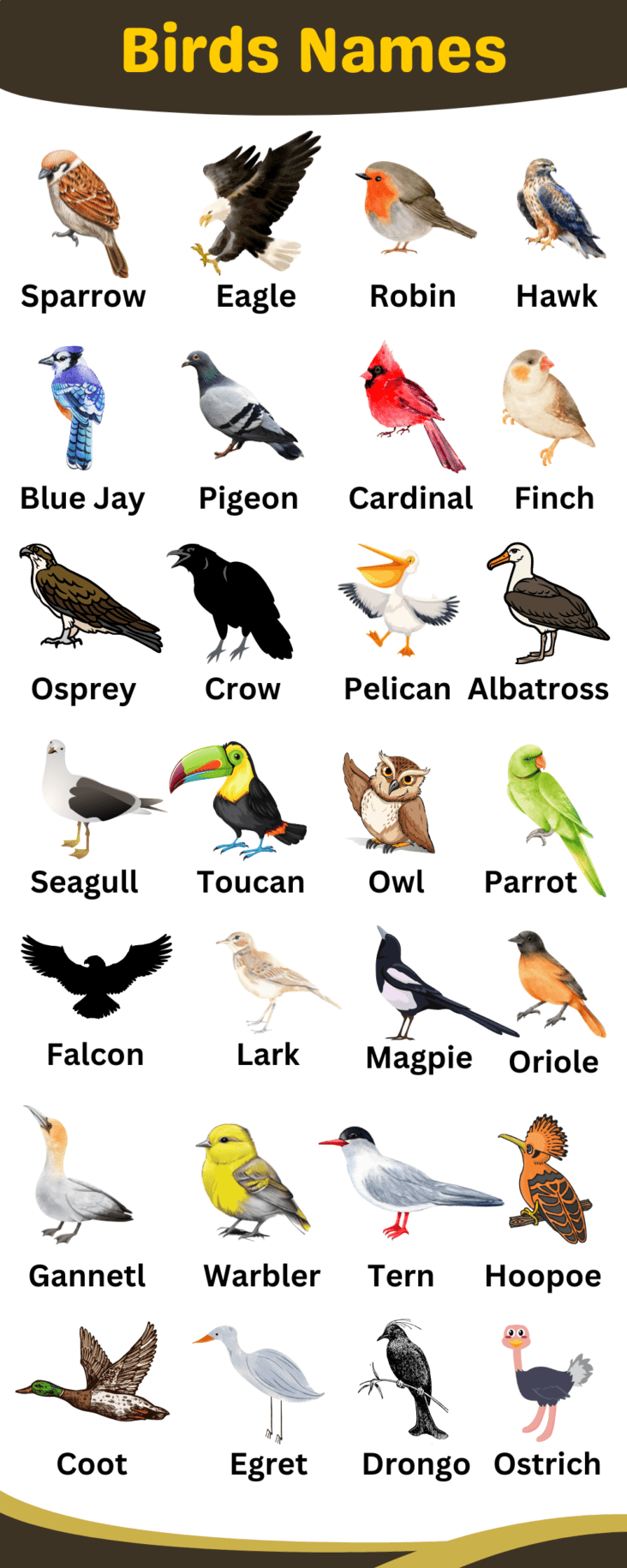 Birds Names in English with Infographics • Englishan