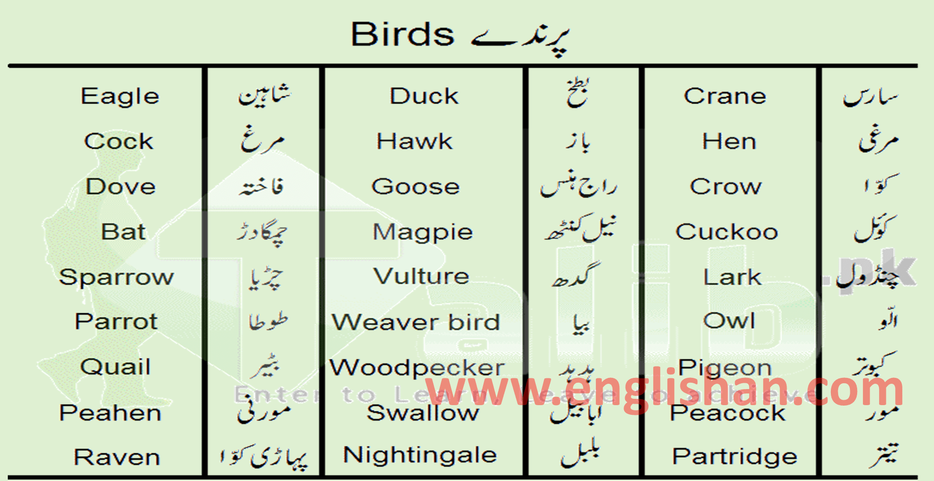 birds-name-in-urdu-list-of-birds-in-english-and-urdu-meanings