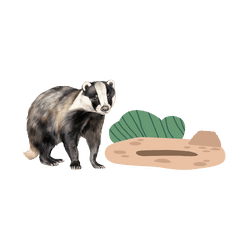 Badger - Sett