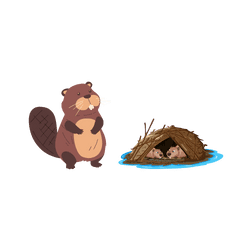 Beaver - Lodge