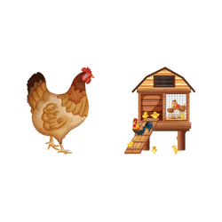 Chicken - Coop