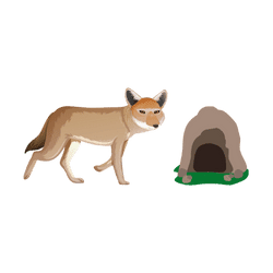 Coyote - Den