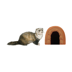 Ferret - Tunnel