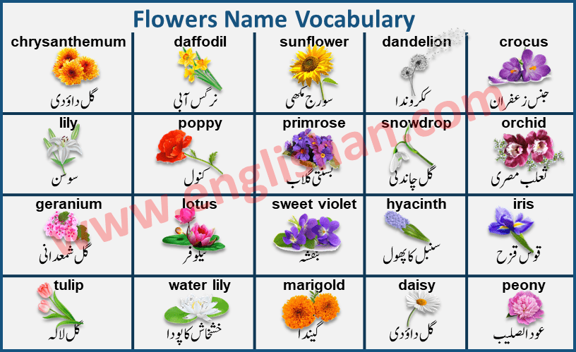 Flowers Name with Images in Urdu to English PDF