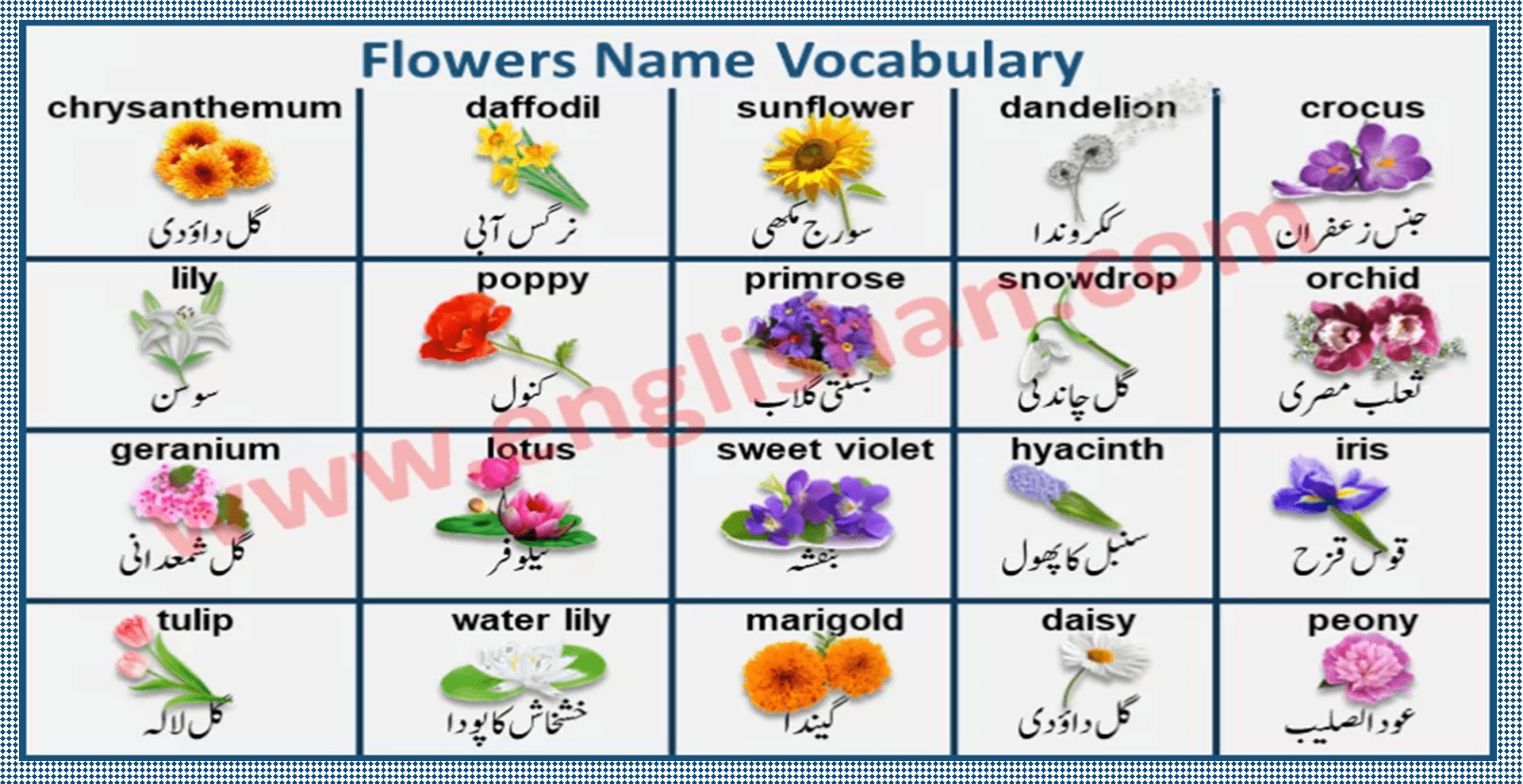 All Flowers Name In English And Urdu | Best Flower Site