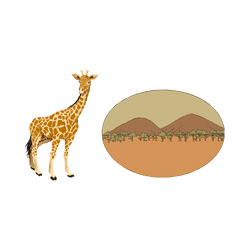 Giraffe - Savannah