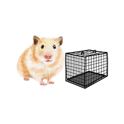 Hamster - Cage