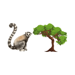 Lemur - Trees