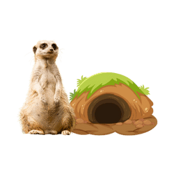 Meerkat - Burrow