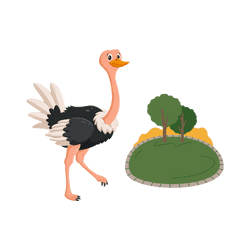 Ostrich - Savannah