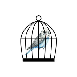 Parakeet - Cage