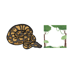 Python - Jungle