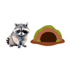 Raccoon - Den