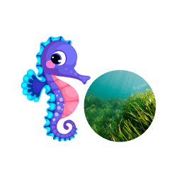 Seahorse - Seagrass beds