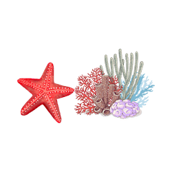 Starfish - Reef