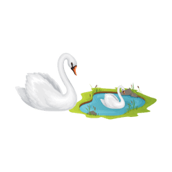 Swan - Lake