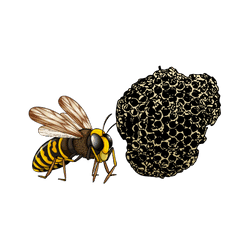 Wasp - Nest