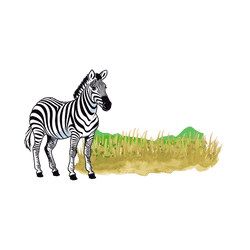 Zebra - Grasslands