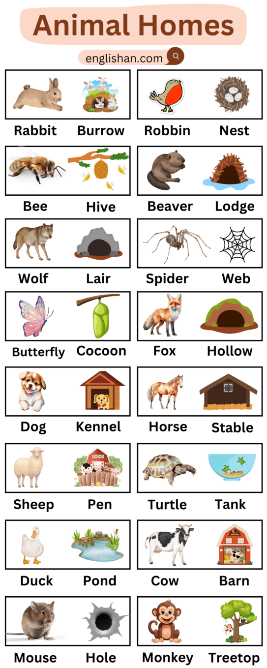 100 Animals and Their Homes Names in English • Englishan