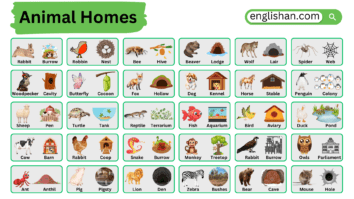 Animals and Their Homes in English