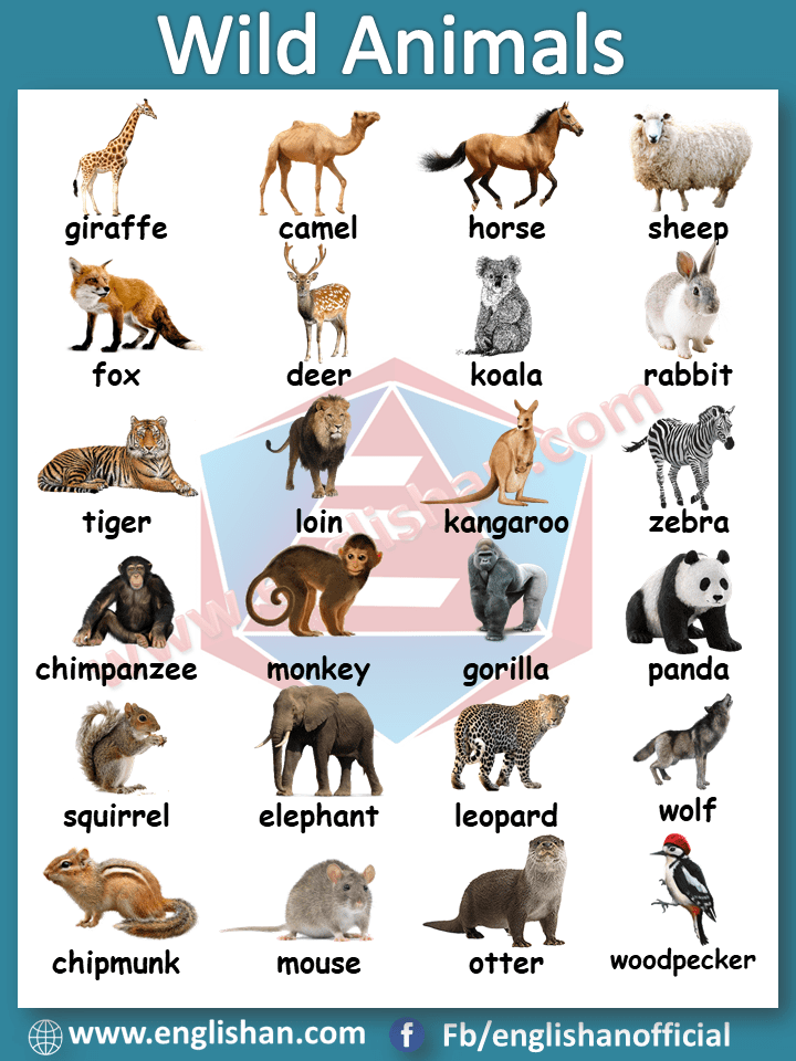 Wild Animals Vocabulary With Picture And Flashcards