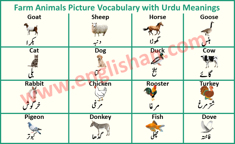 Farm Animals Picture Vocabulary with Urdu Meanings