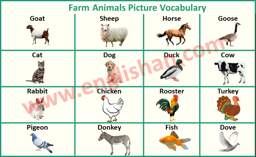 List of Farm Animals A-Z - Englishan