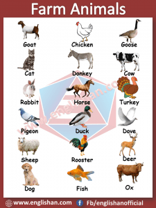 Farm Animals Vocabulary with Picture and Flashcards