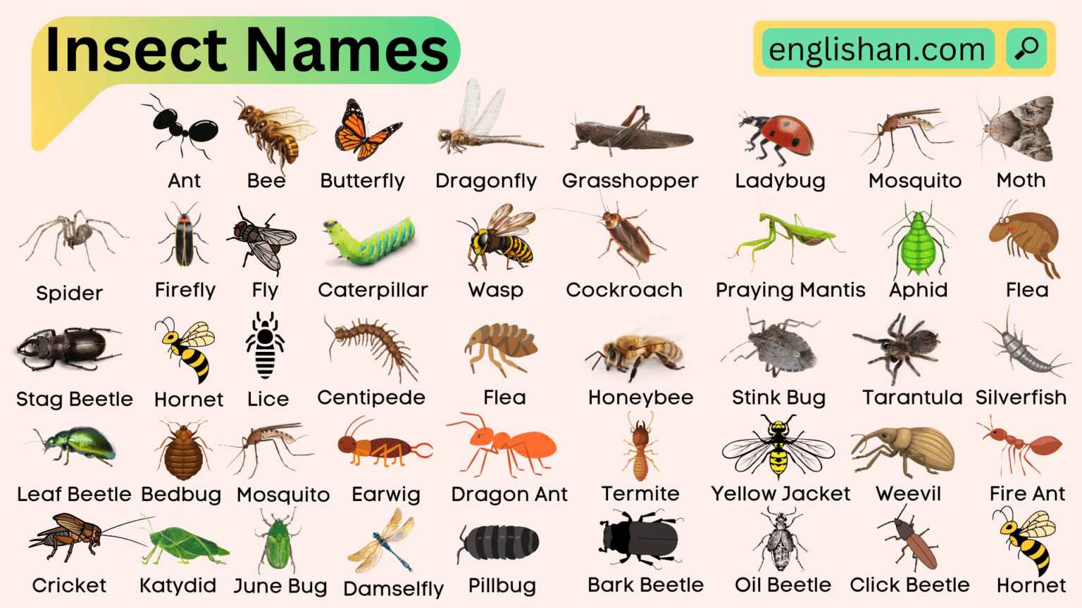 Insects Names in English with Infographics • Englishan